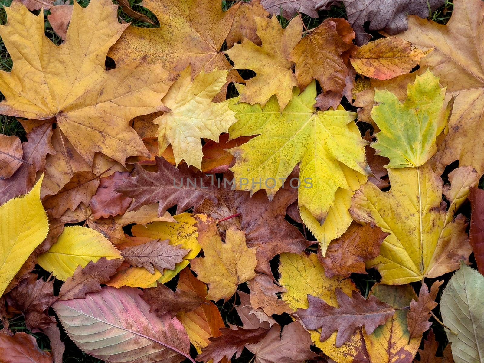 Autumn leaves on the forest floor in the countryside of North Yorkshire in northeast England.