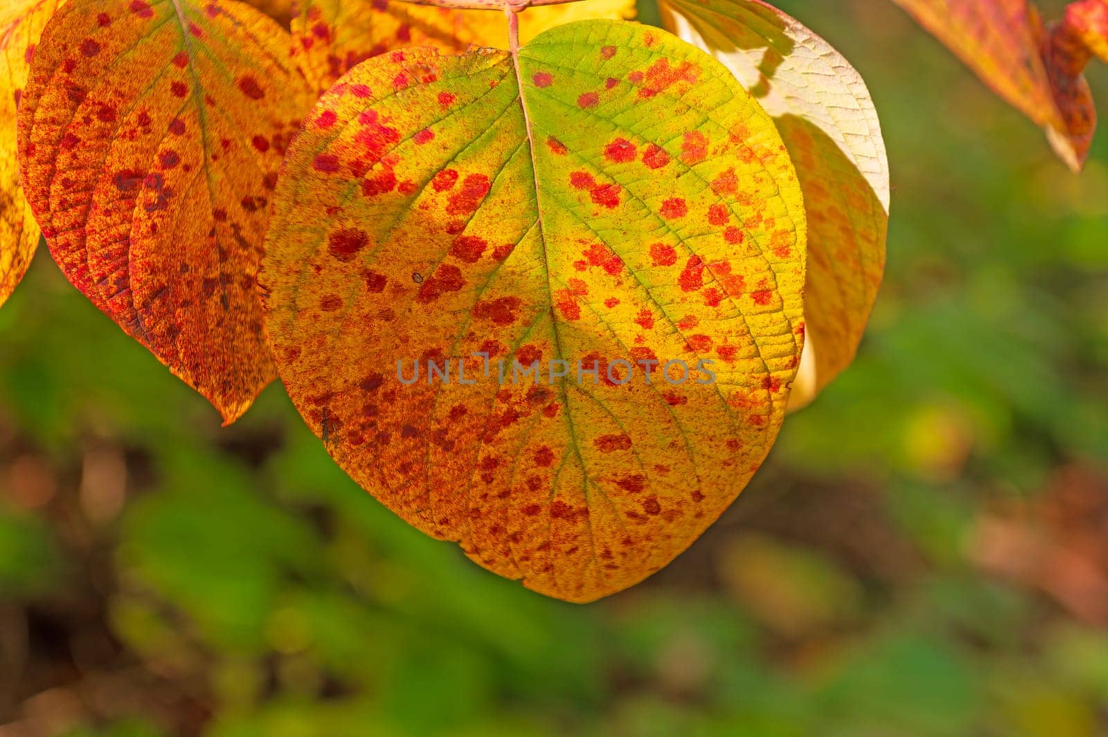 Uniquely Mottled Leaf in the Fall on the Gunflint Trail in Minnesota