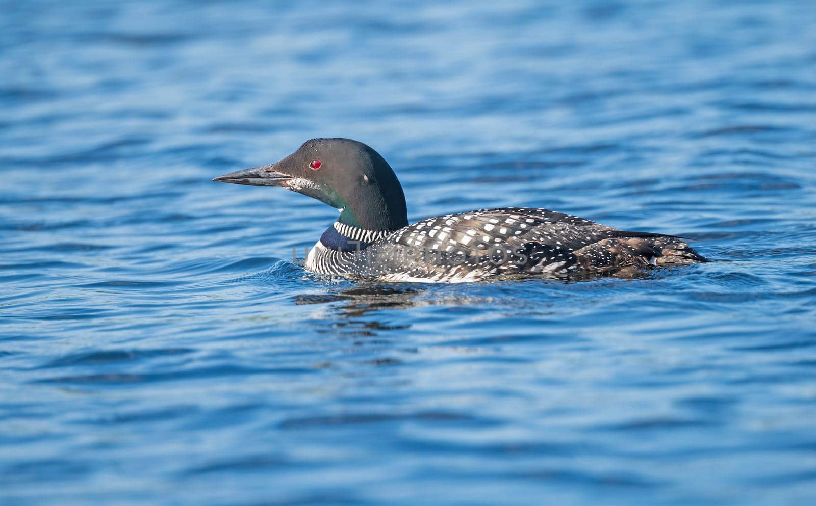 Loon Swimming on a Calm East Bearskin lake in th4e Boundary Waters in Minnesota