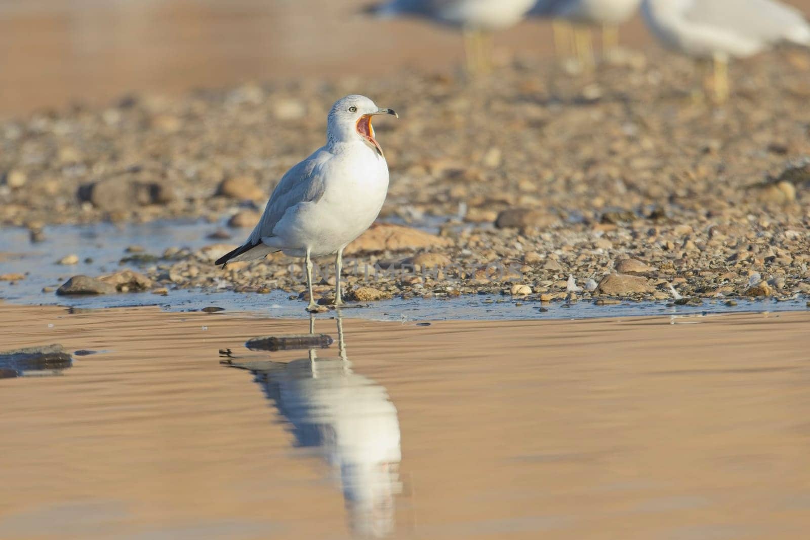 A common seagull stands at the edge of a pond with its beal open casting its reflection in the calm water near Liberty Lake, Washington.