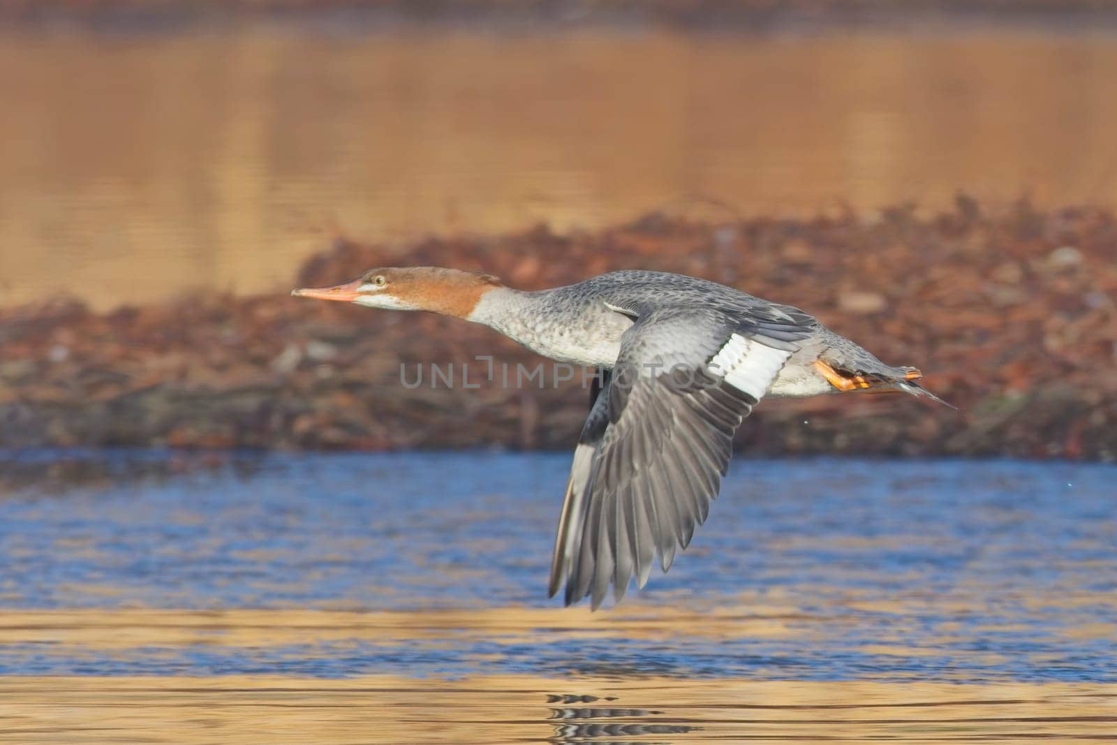 A female common merganser flies just above the small pond near Liberty Lake, Washington.