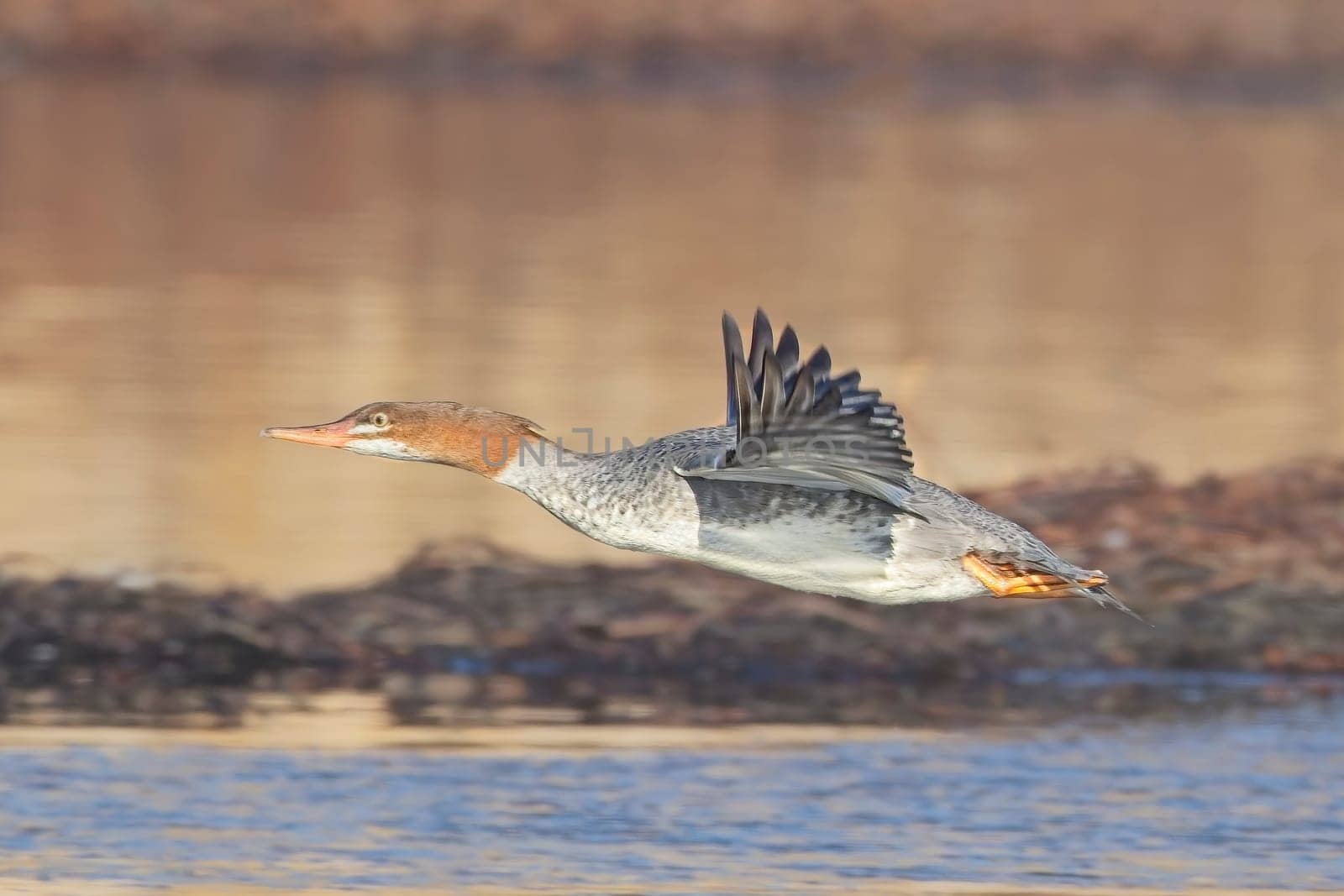 A female common merganser flies just above the small pond near Liberty Lake, Washington.