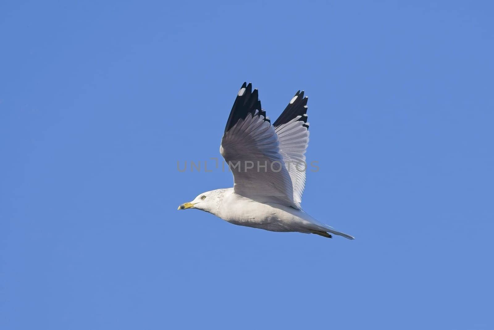 A common seagull soars up in the air against a blue sky near Liberty Lake, Washington