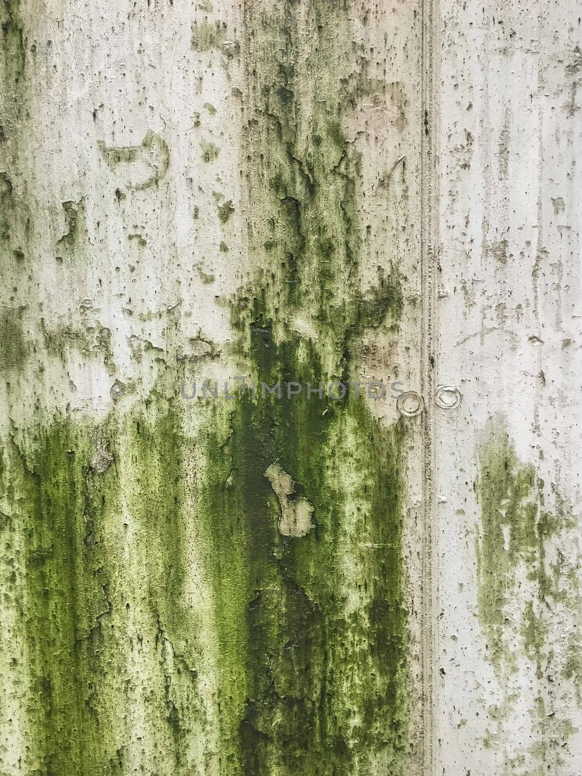 Wall damaged by moisture, mold, moss. Poor living conditions. The problem with high humidity, the fight against the fungus.