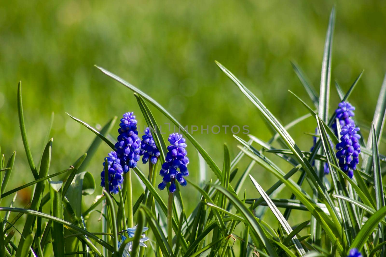 Muscari neglectum known as grape hyacinth, springtime in the garden
