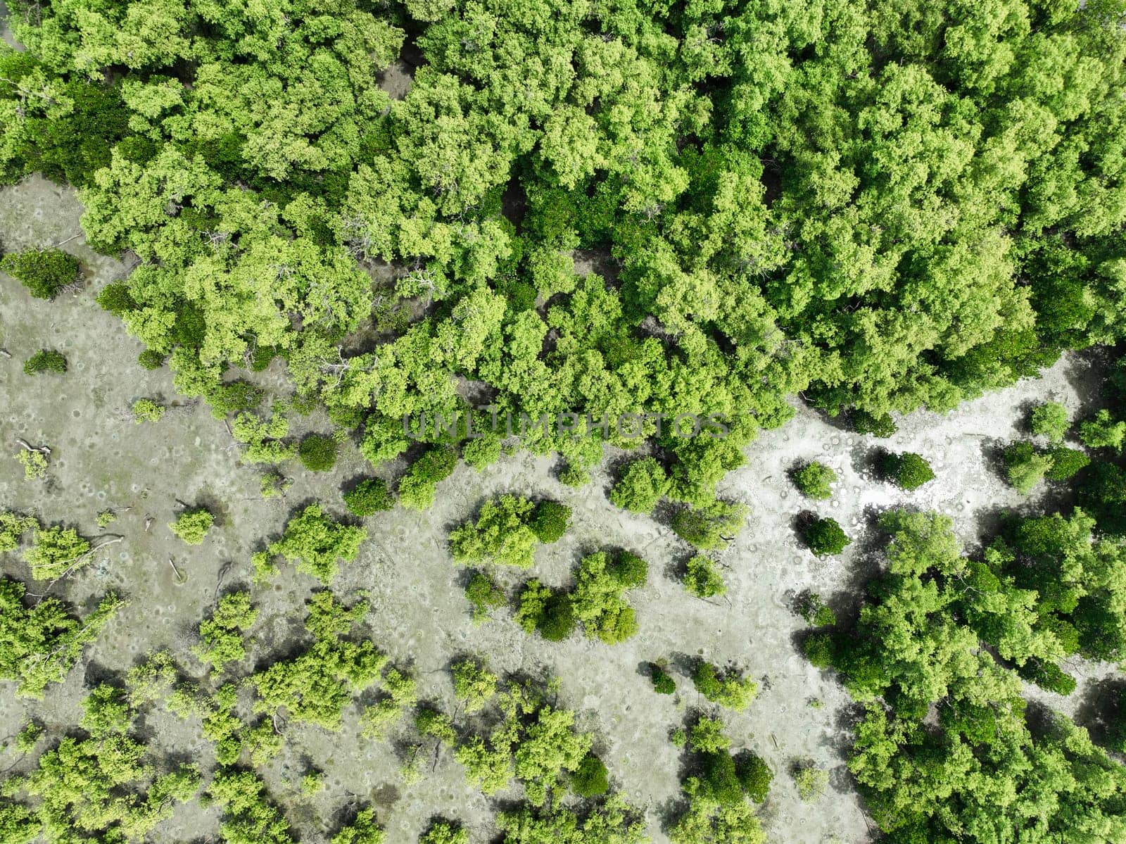 Aerial top view of green mangrove forest. Mangrove ecosystem. Natural carbon sinks. Mangroves capture CO2 from the atmosphere. Blue carbon ecosystems. Mangroves absorb carbon dioxide emissions.