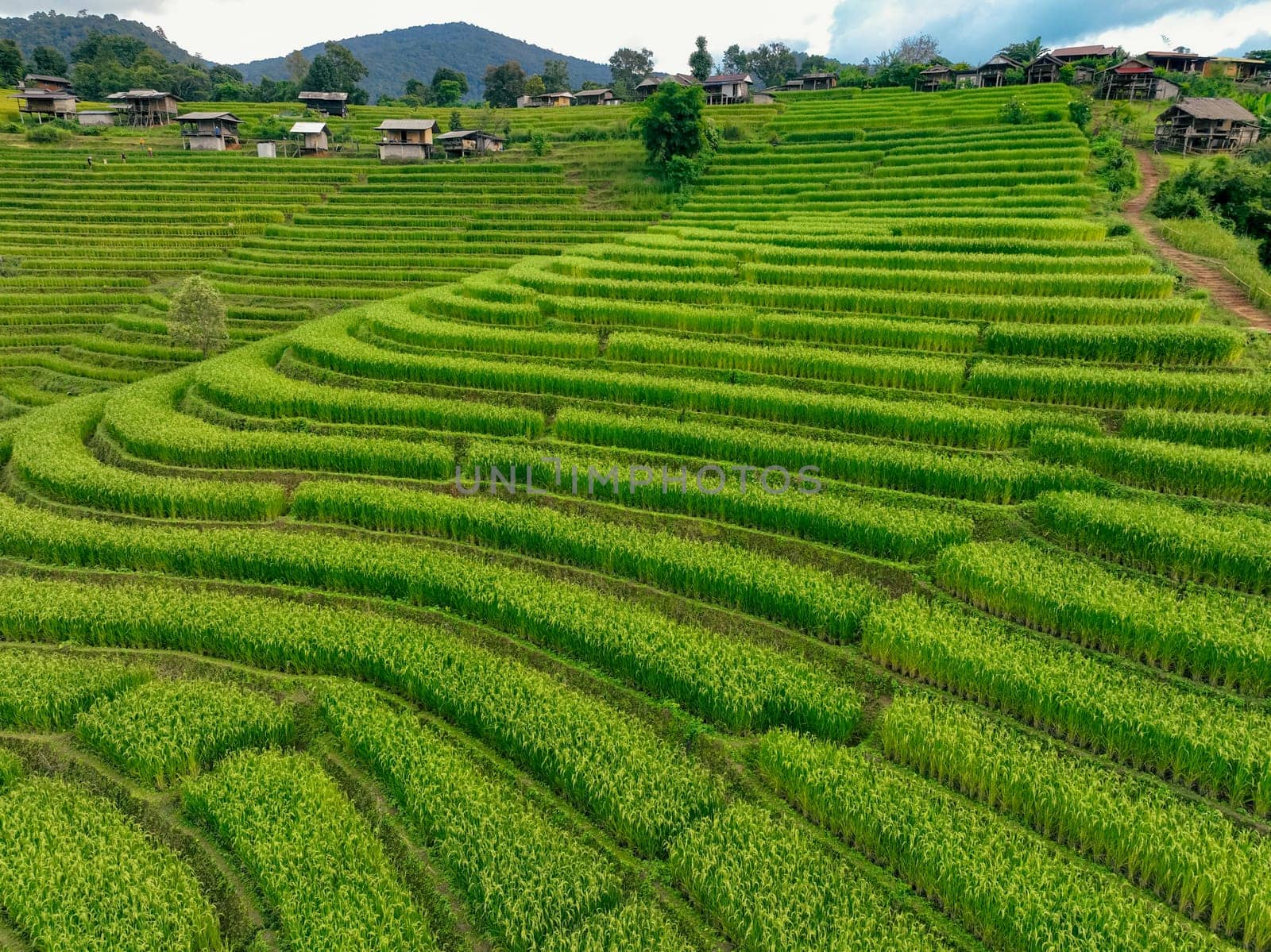 Landscape of green rice terraces and traditional huts in a village near Chiangmai, Thailand. Travel destinations. Beauty of terraced rice fields. Rural life and traditional farming practices in Asia.