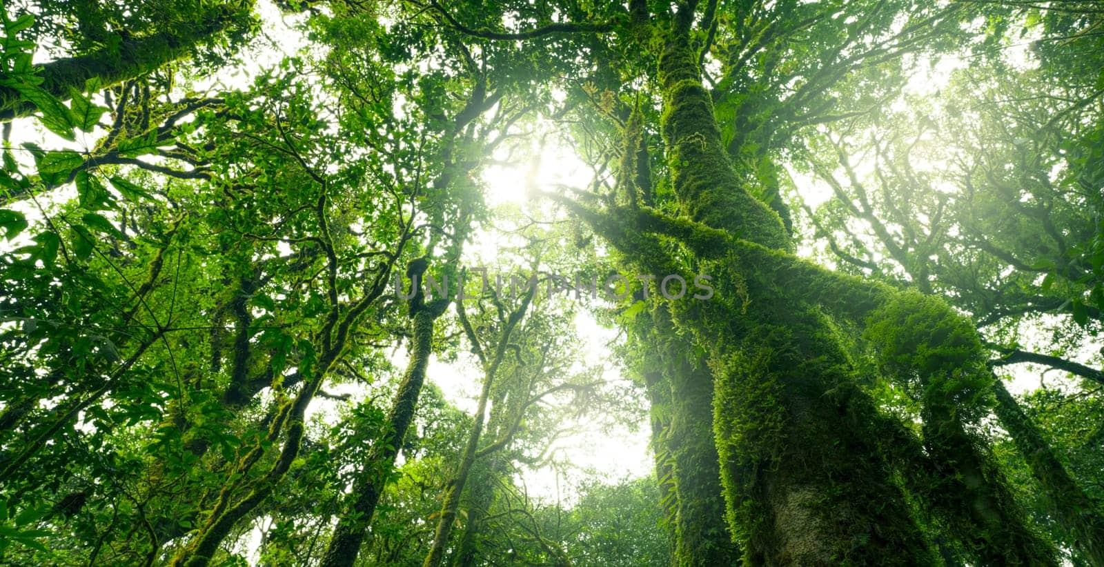 Looking up view of tree trunk to green leaves of tree in forest with sun light. Fresh environment in green woods. Forest tree on sunny day. Natural carbon capture. Sustainable conservation and ecology