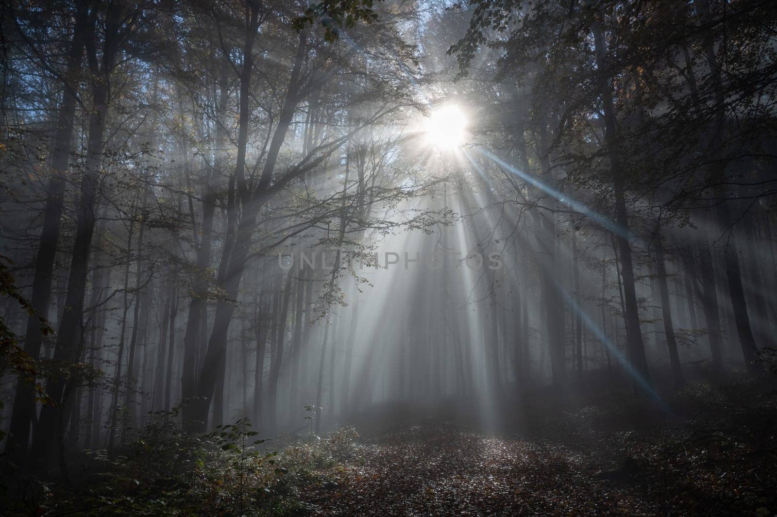 Sun shines in the morning fog in a forest in autumn