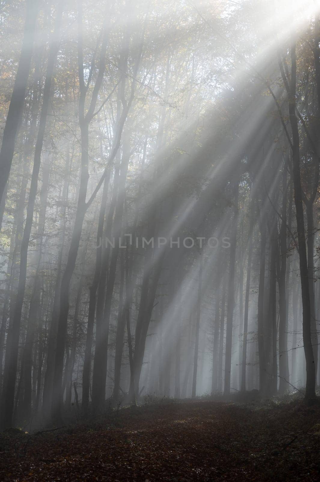 Sun shines in the morning fog in a forest in autumn