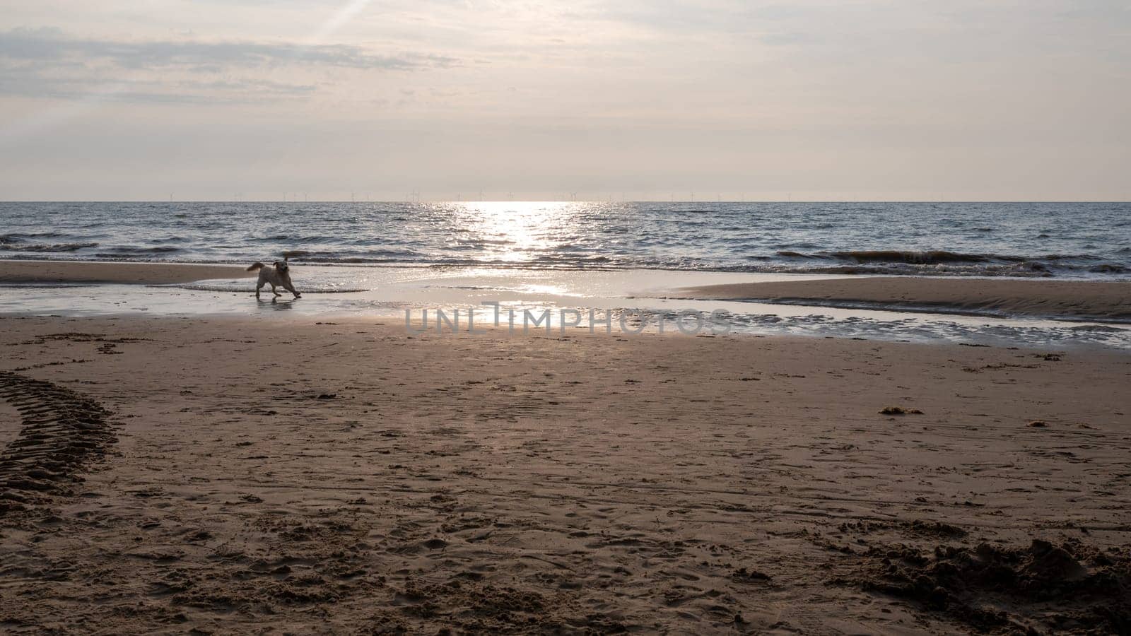 A dog enjoys jumping around in front of the waves on the beach at sunset