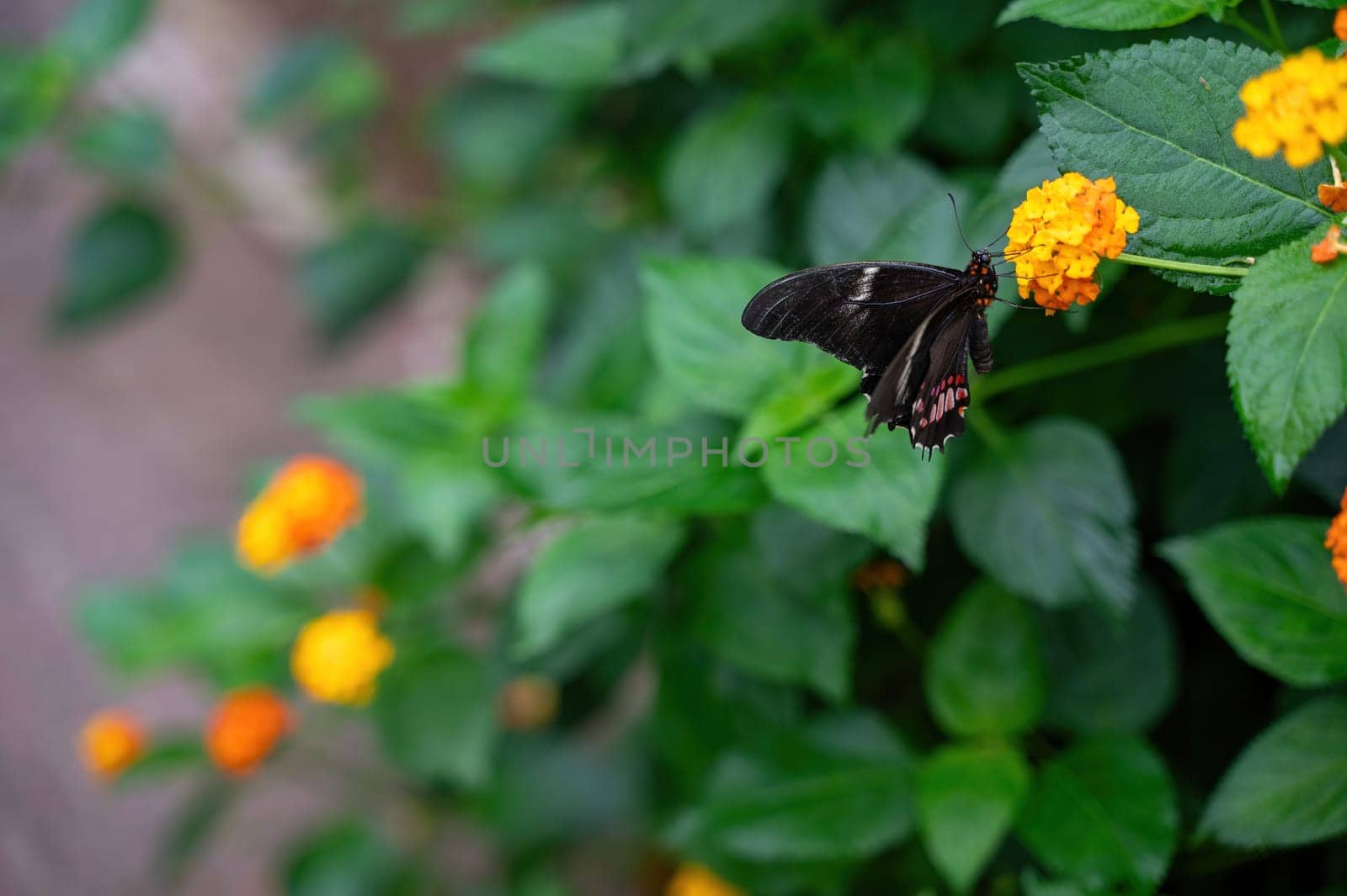 Red-spotted Swallowtail butterfly (Papilio anchisiades) on a flower