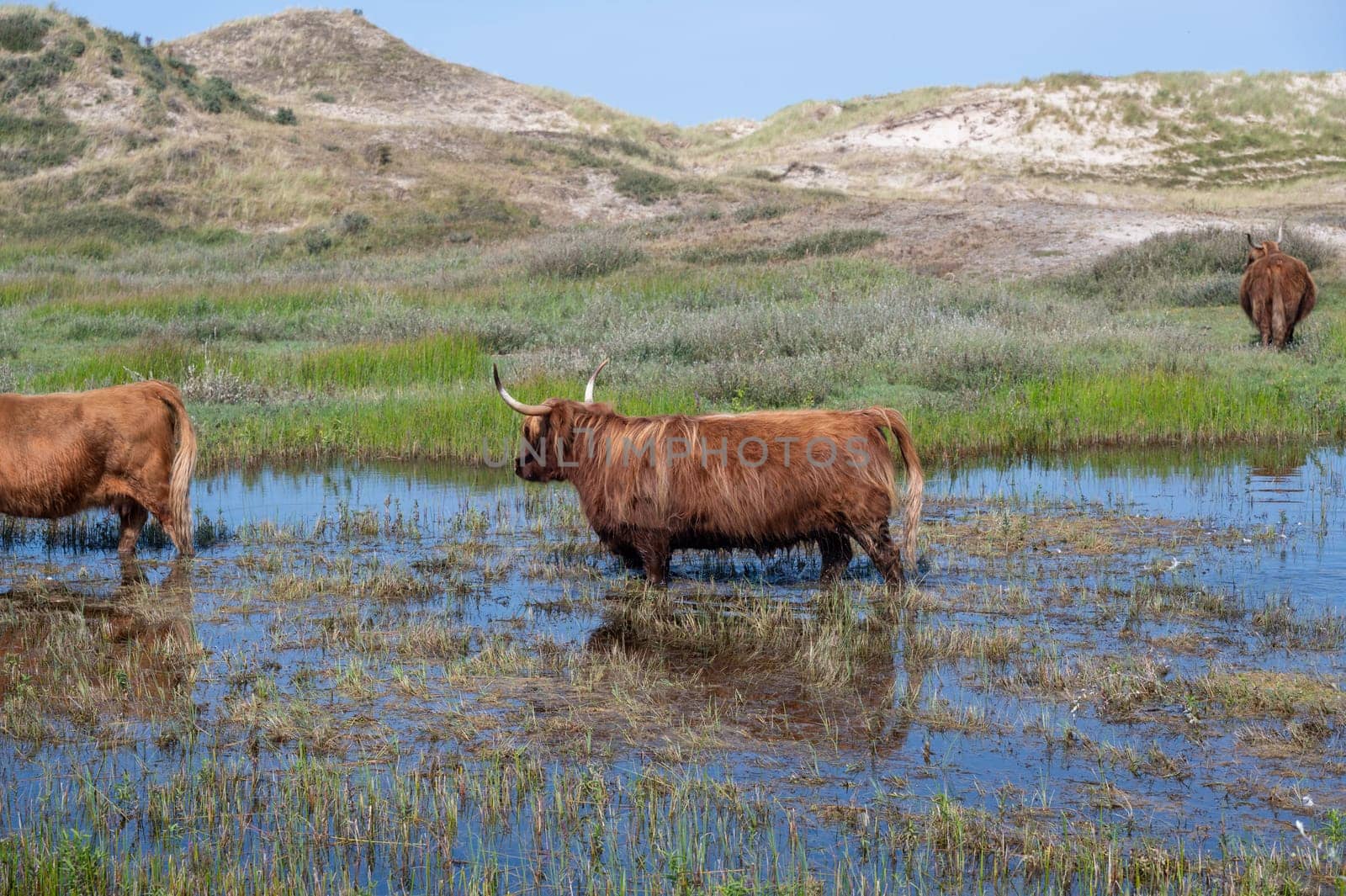 Scottish Highland cattle stand in and on the water on the shore of a small lake in the dune hinterland in a nature reserve near Egmond aan Zee in the Netherlands