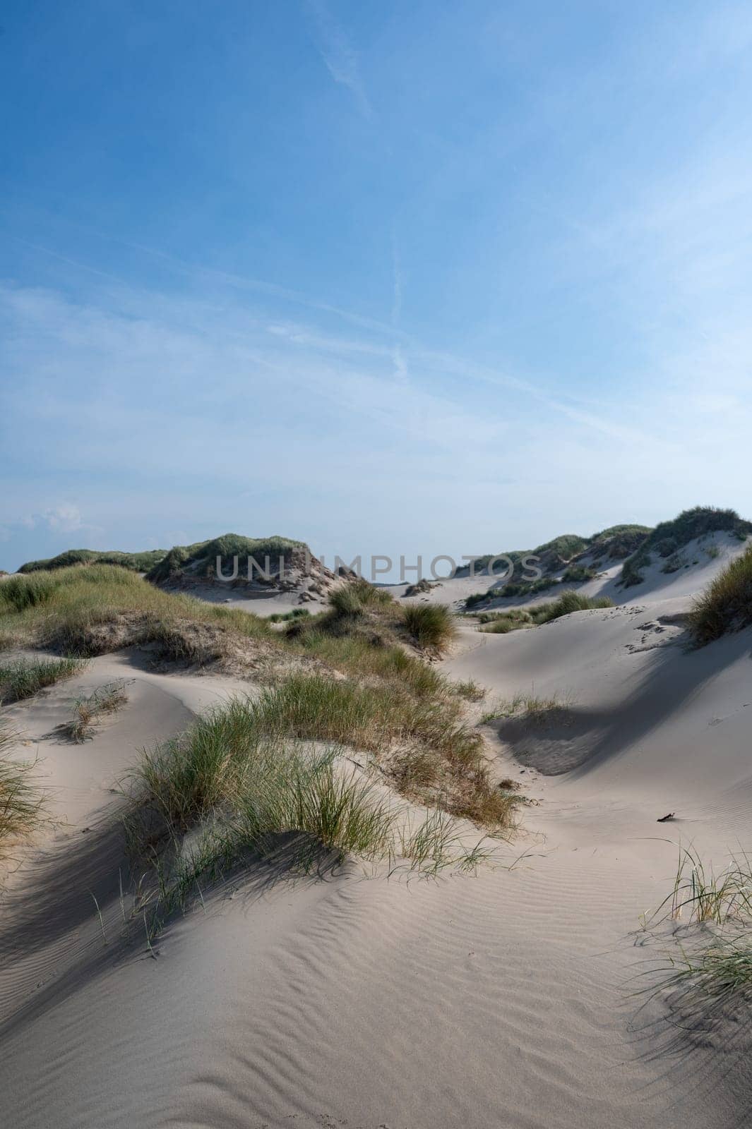 Dunes landscape  with beach grass on the North Sea coast in the Netherlands