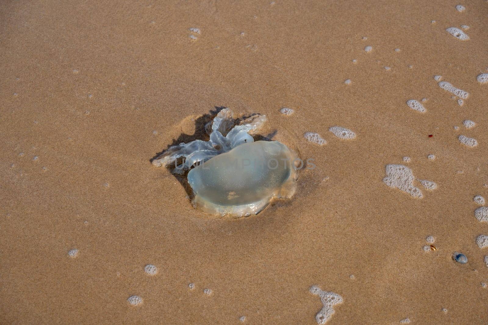 A jellyfish washed up on the sandy shore in the north of the Netherlands