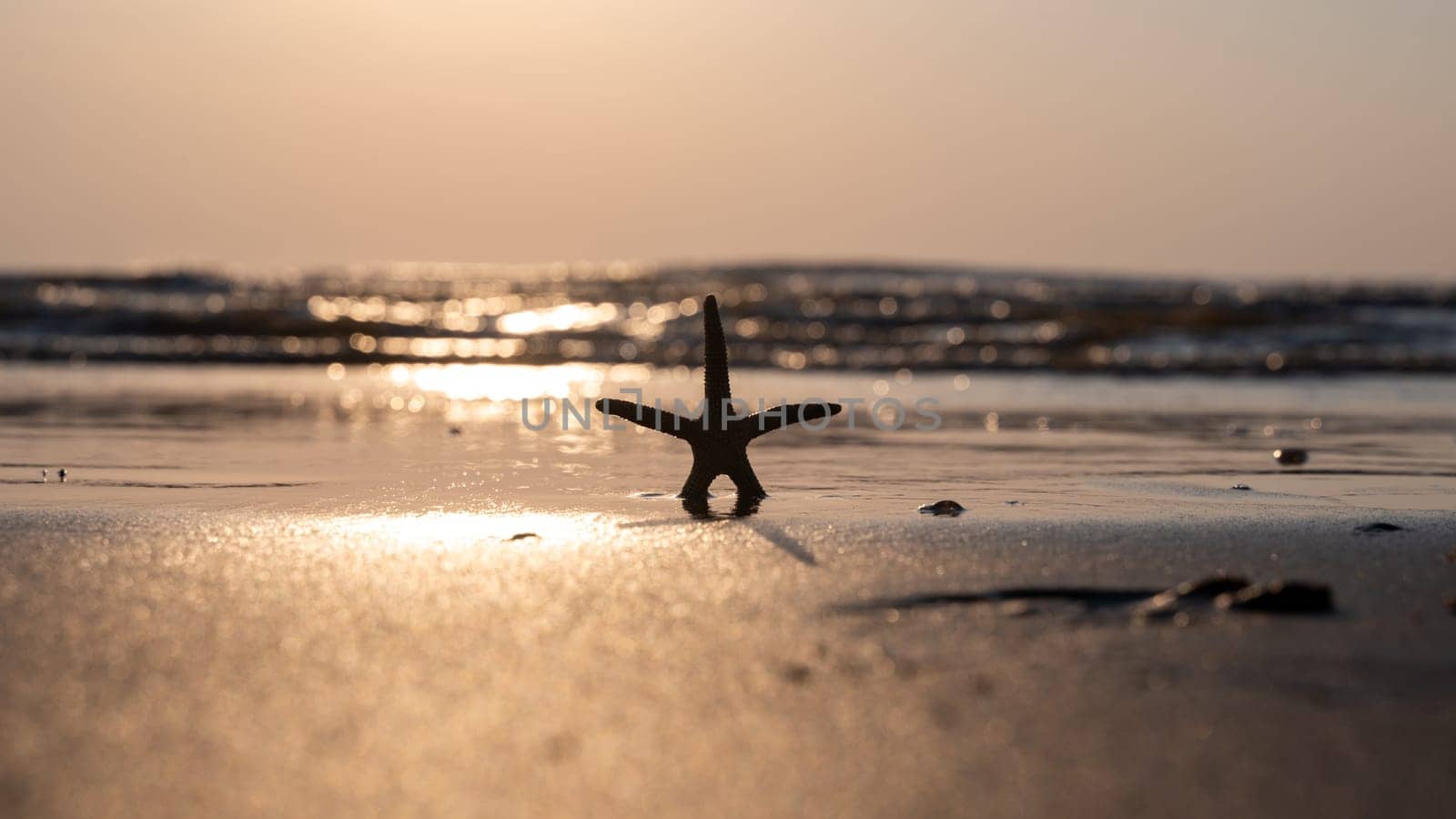 A starfish in the sand on a beach in front of the ocean waves at sunset
