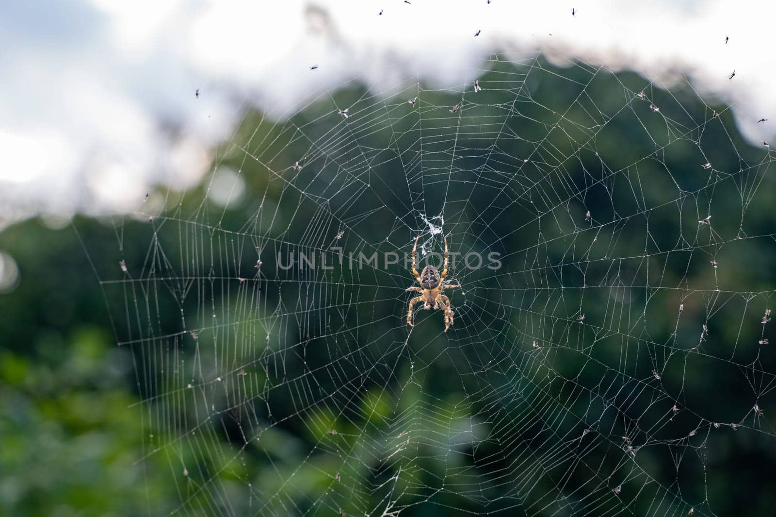 A cross-tiller in the net with some caught flies in nature