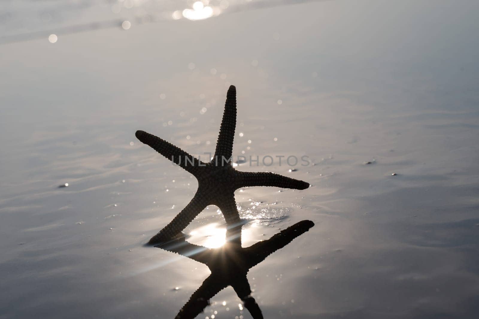 A starfish in the waves of the sea on a beach at sunset