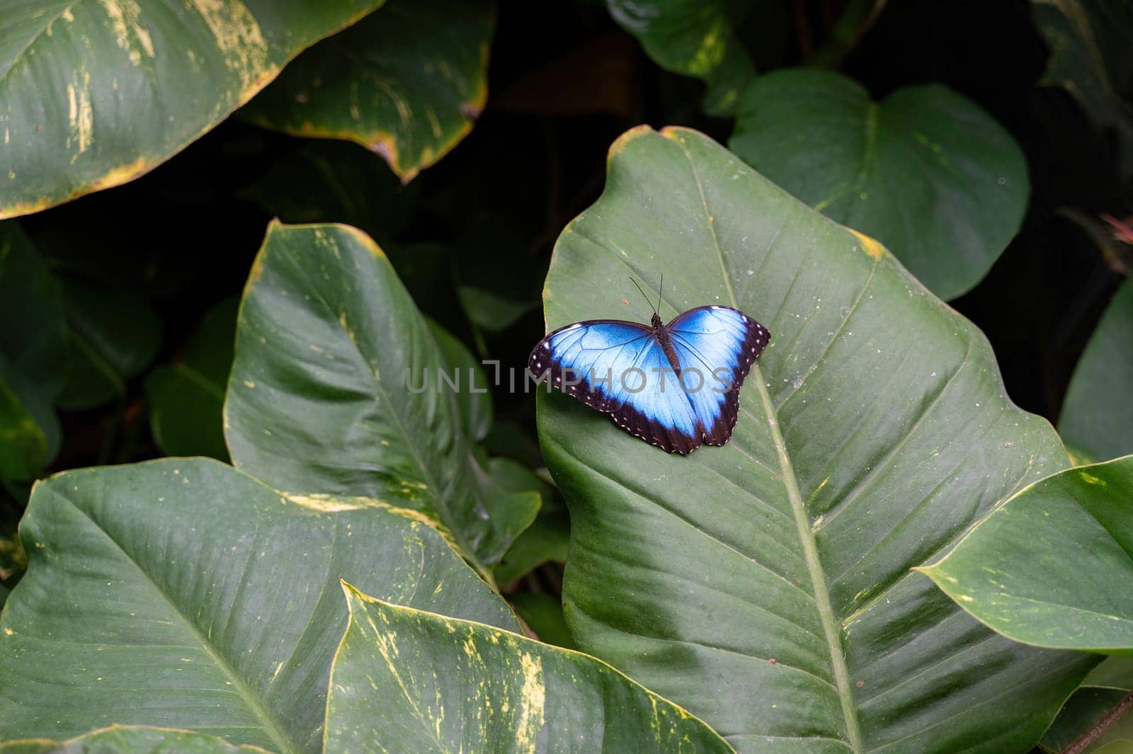 Blue morpho butterfly (Morpho peleides) sitting on a green leaf