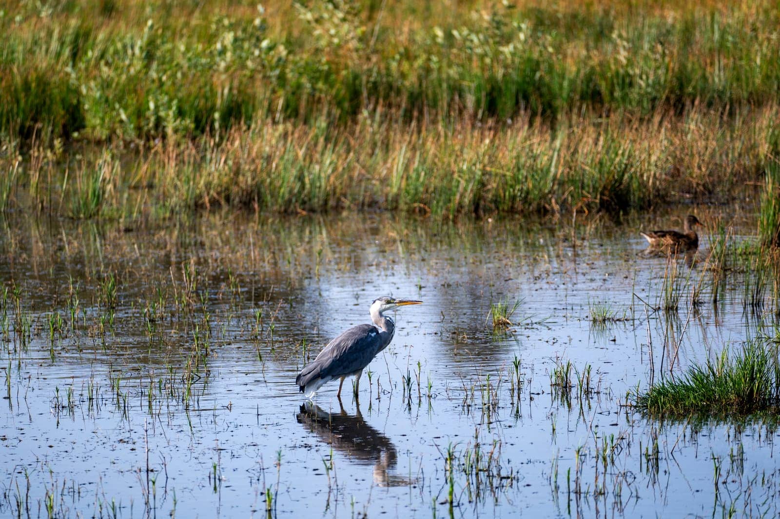 A grey heron (Ardea cinerea) stands in the water of a small lake in a nature reserve near Egmond aan Zee in the Netherlands