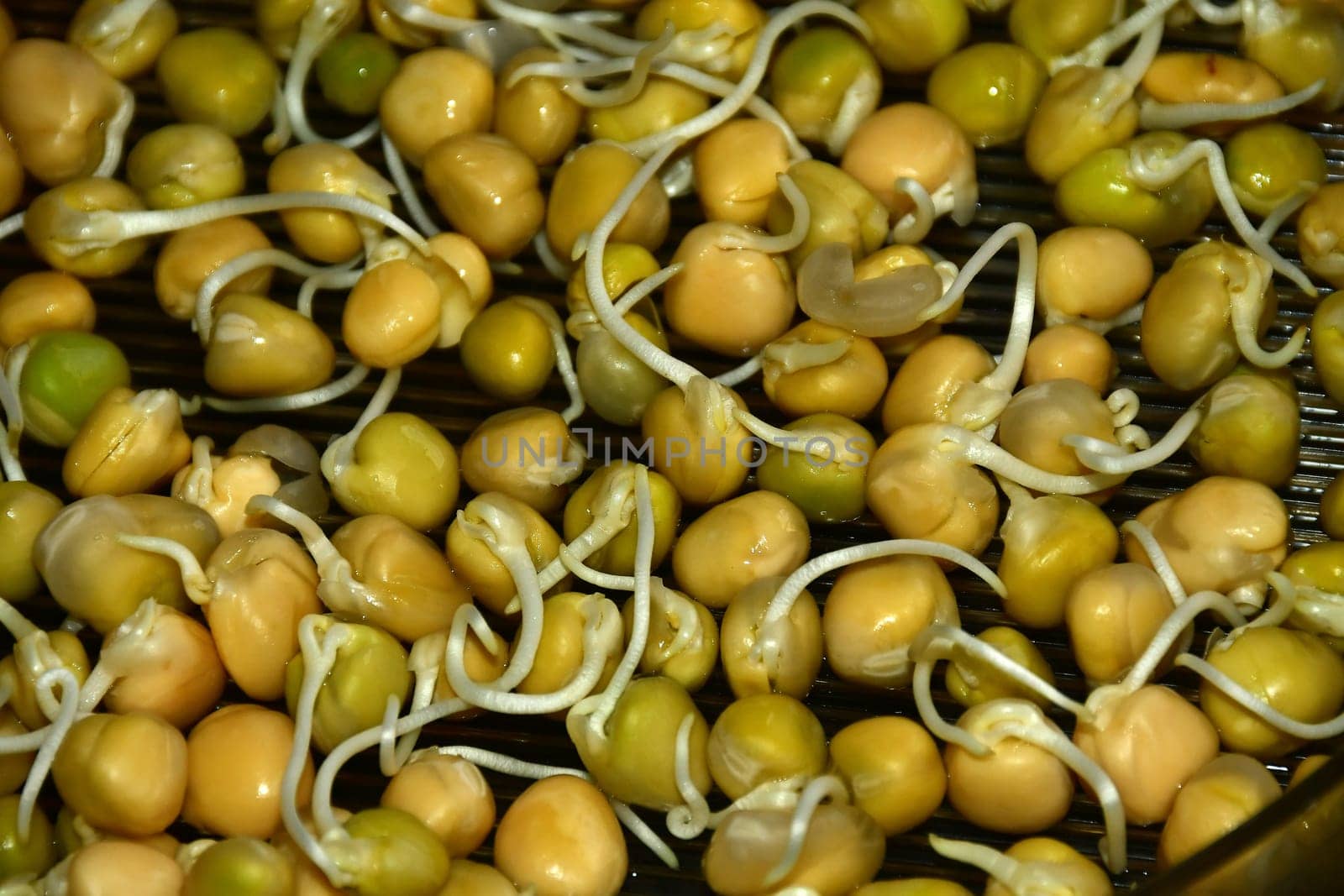 pea sprouts in a macro view