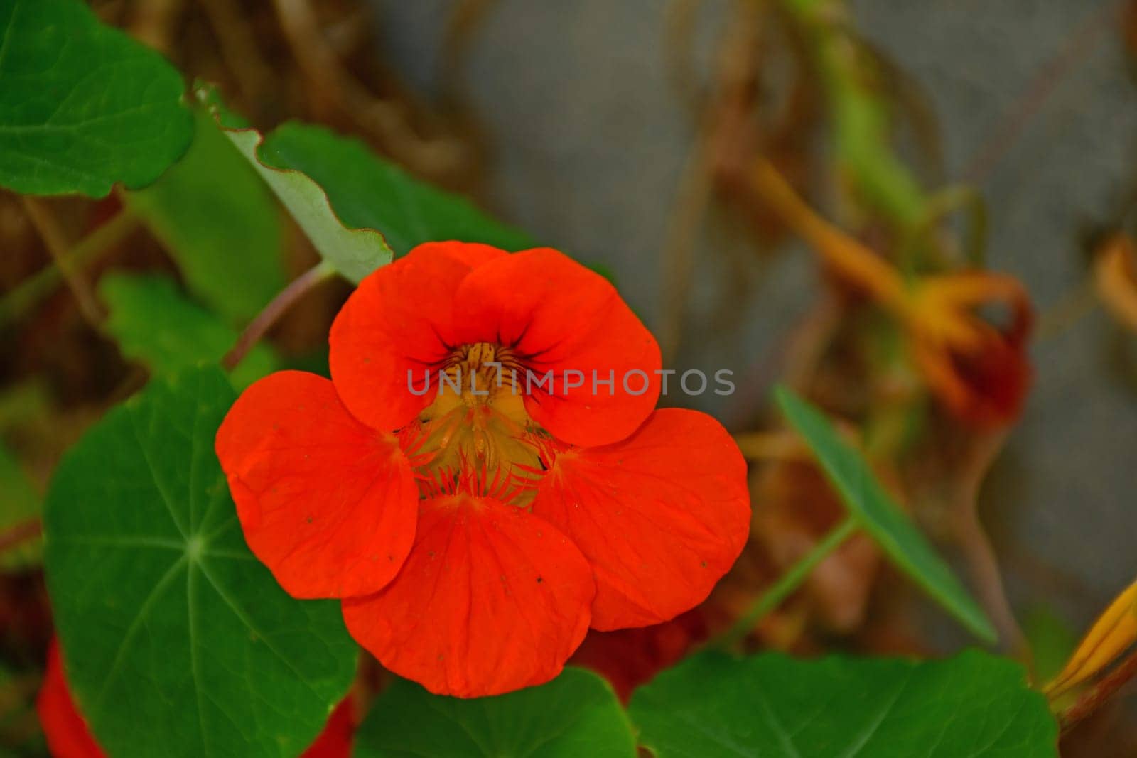 garden nasturtium with flower, herbal medicine and salad