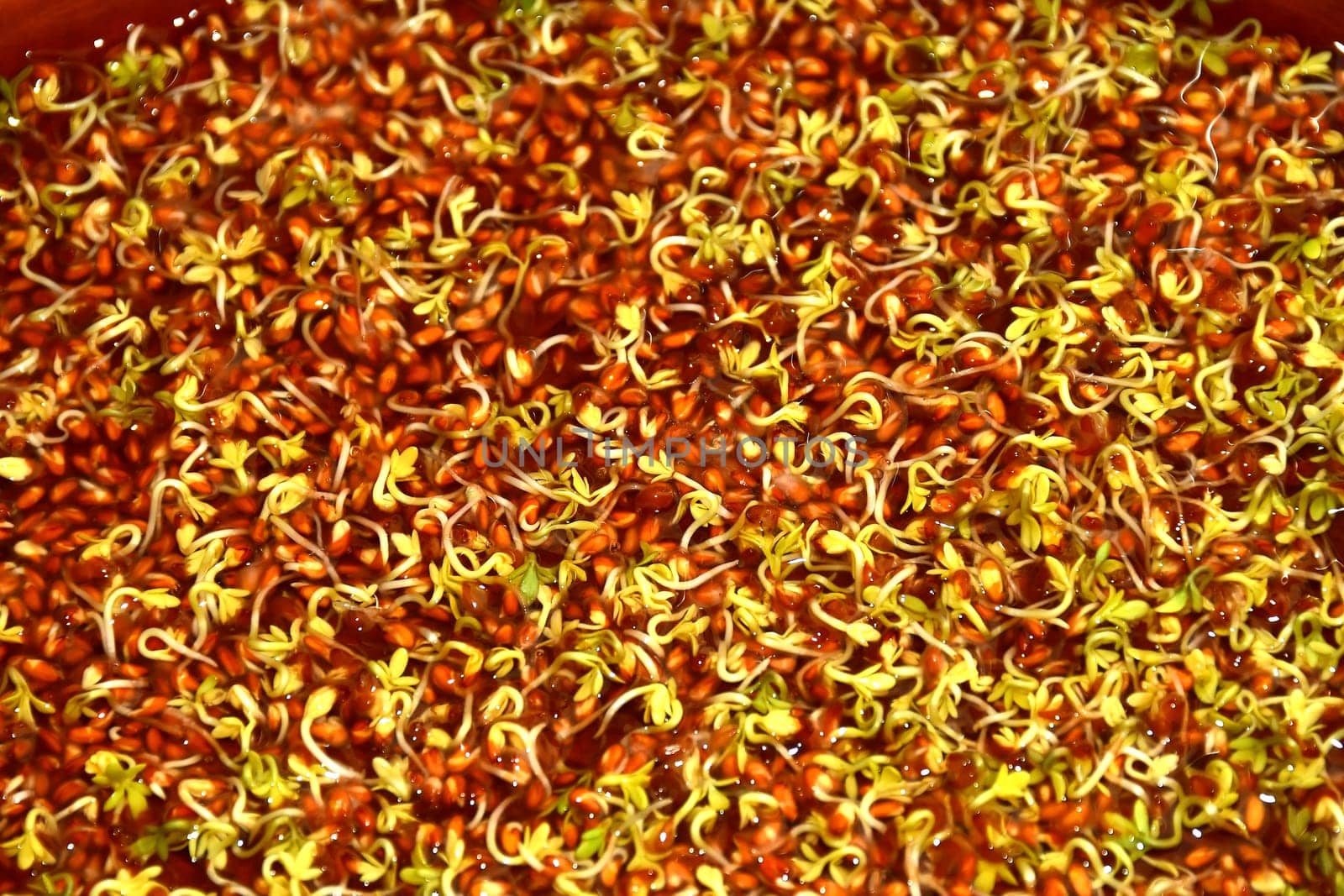 Alfalfa sprouts in a macro view