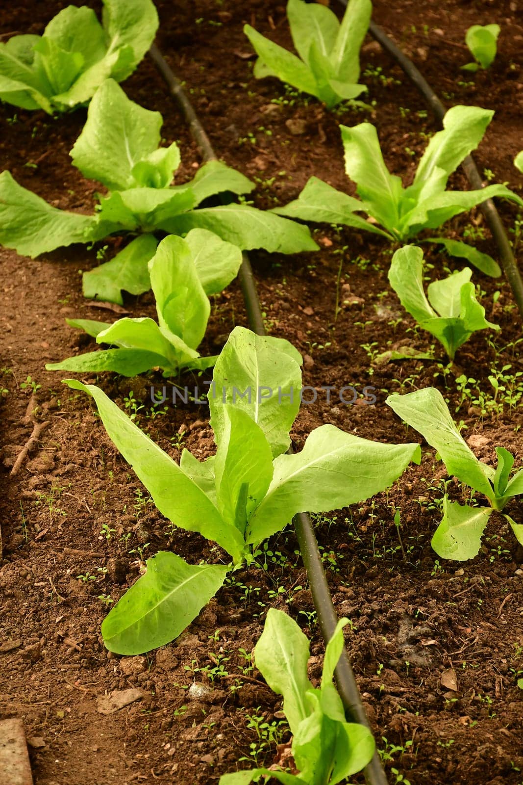 Sugar Leaf salad salad in a greenhouse with irrigation system with drip hose