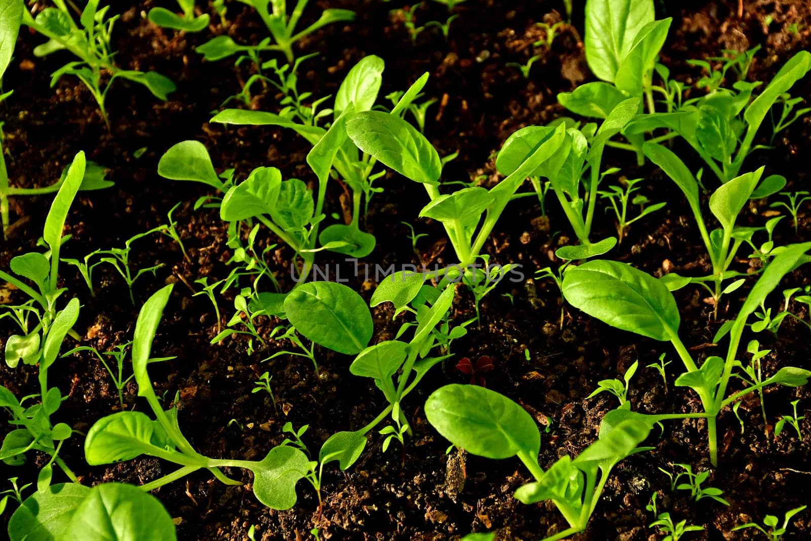 Tatsoi, Chinese vegetable seedlings in a closeup