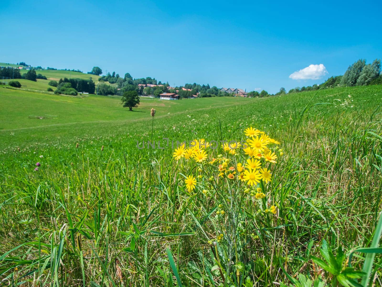 Ground-level hilly wide-angle landscape view over a meadow in the Bavarian Allgäu with spring ragwort (lat. Senecio leucanthemifolius) in the foreground against a blue sky in summer.