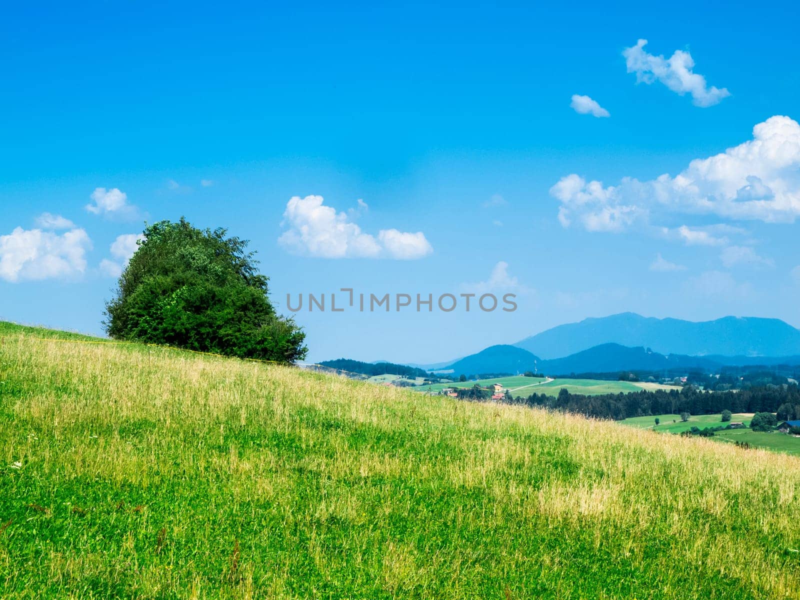 Small group of trees on a sloping hill with a wide view of the higher mountains in the background in summer in the Allgäu region of Bavaria.