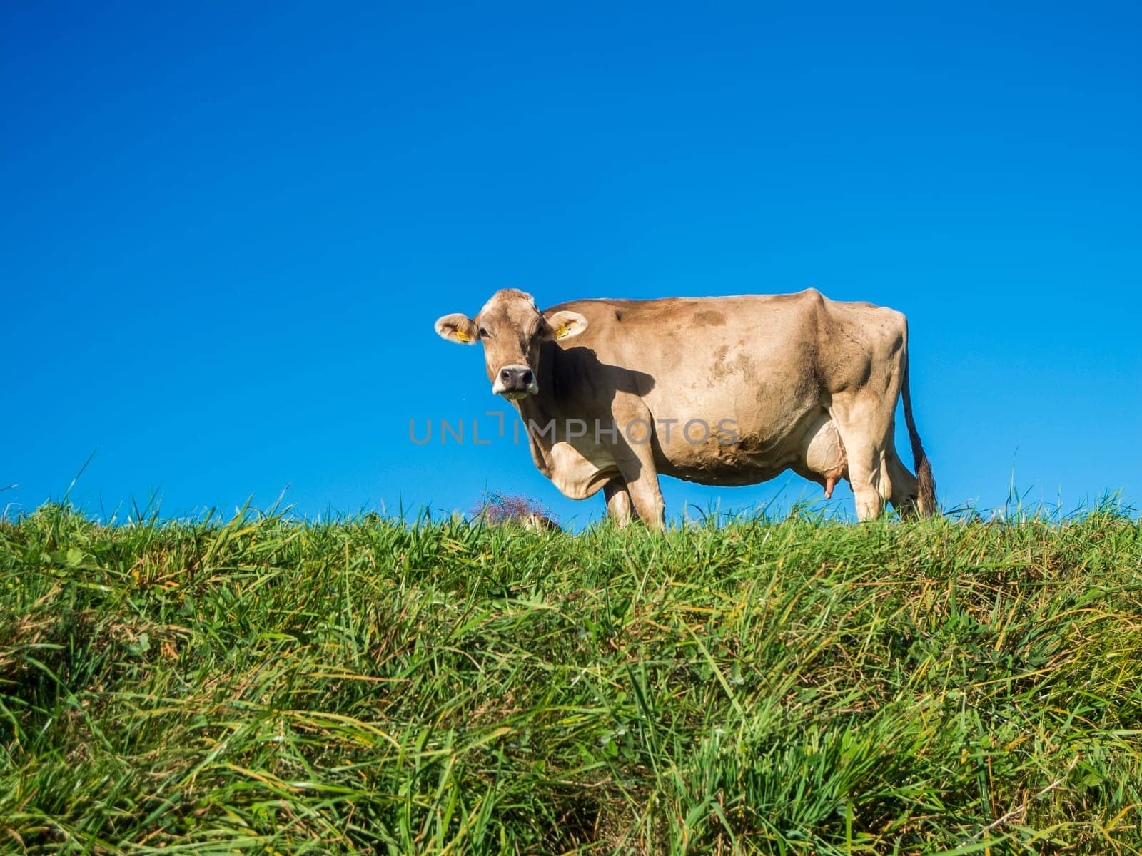 Full body side view of a brown hornless dairy cow on a pasture against a blue summer sky looking into the low positioned camera.