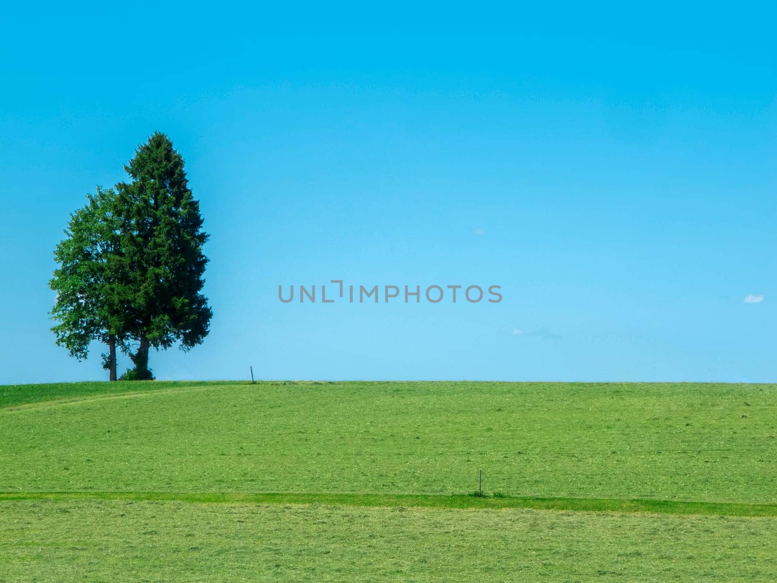 Two trees standing close together on a pasture in Bavaria against a blue sky.