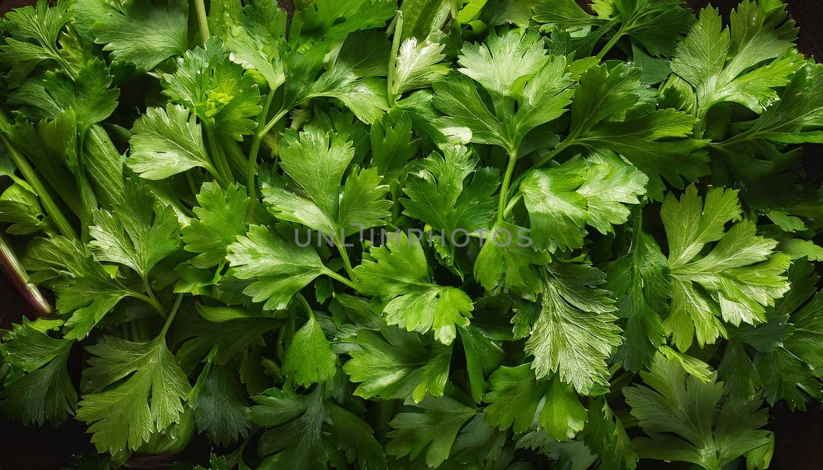 cilantro or parsley flat view, AI generated image