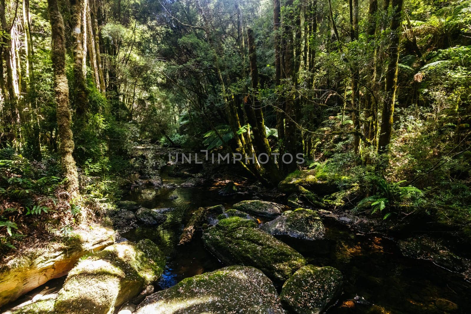 The majestic Nelson Falls and surrounding landscape in Franklin-Gordon Wild Rivers National Park on a hot summer's day in Tasmania, Australia