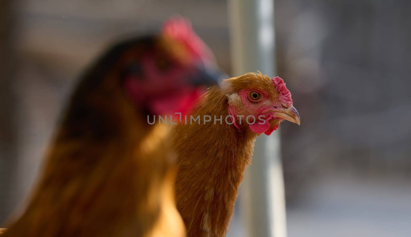 Domestic chicken walking outdoors on a summer day