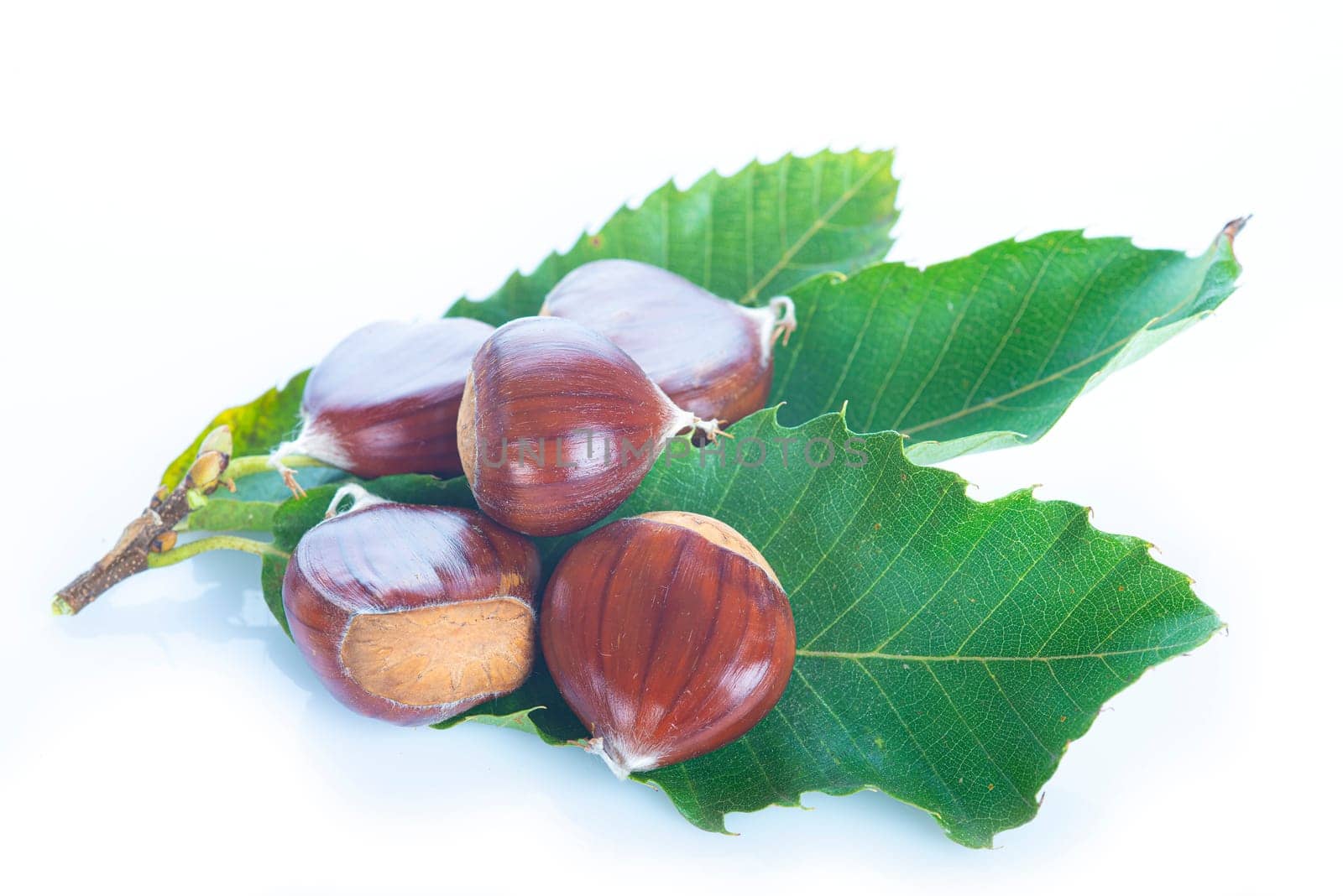Chestnuts with leaves and burs isolated on a white background