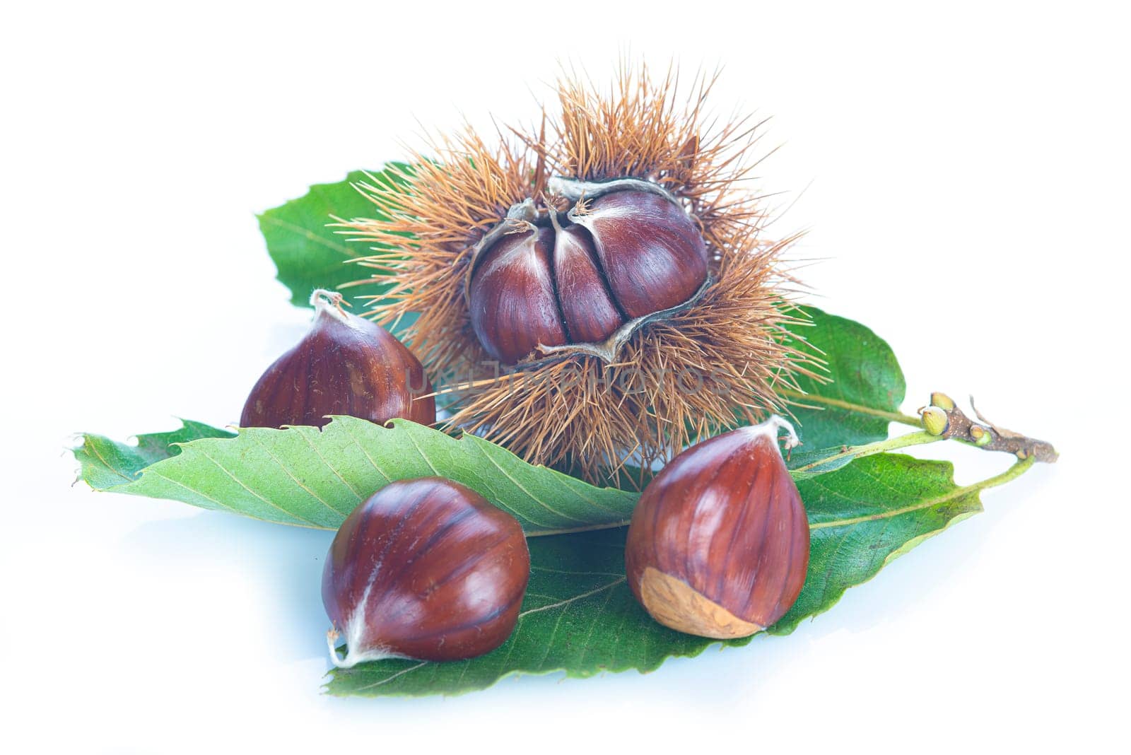 Chestnuts with leaves and burs isolated on a white background