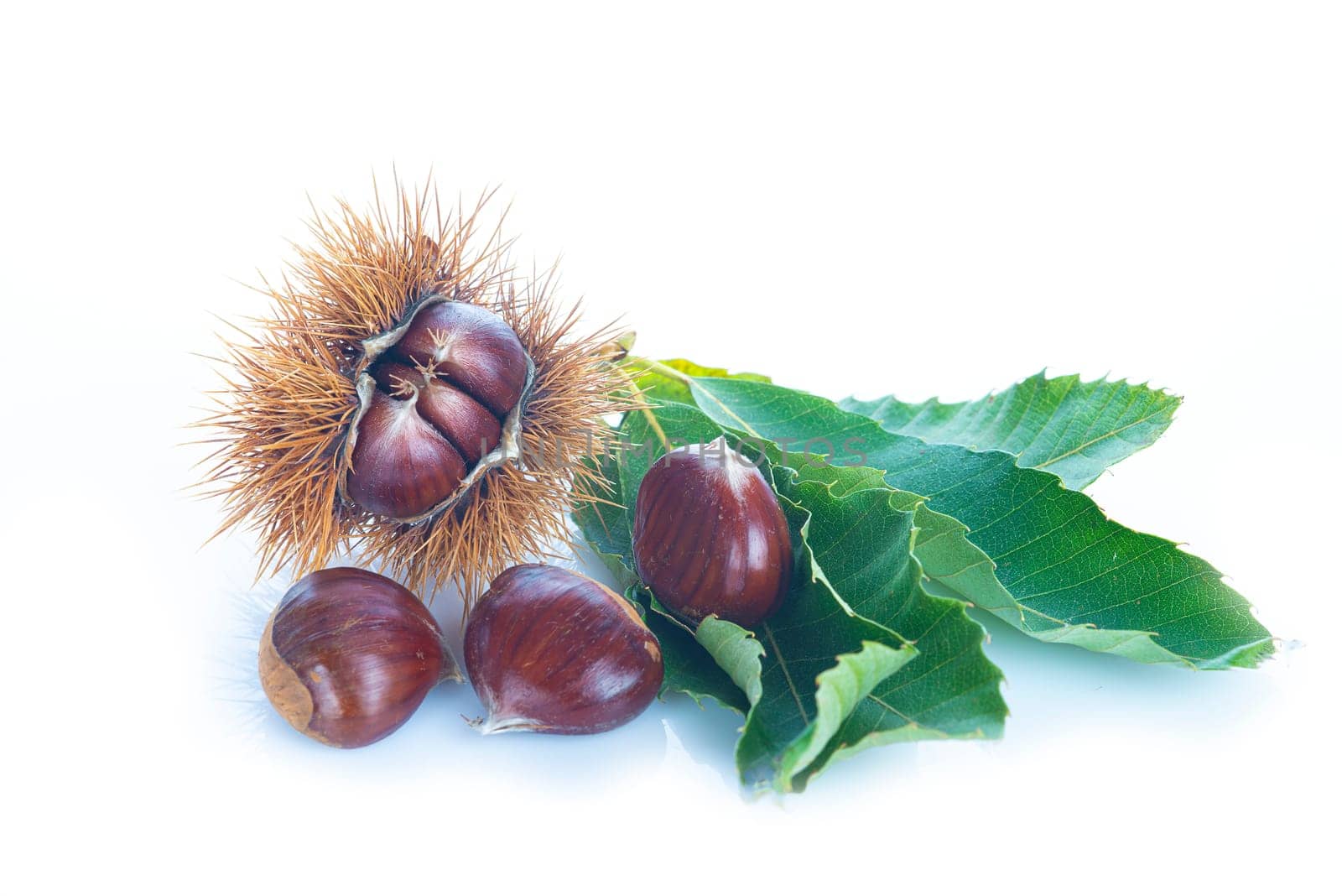 Chestnuts with leaves and burs isolated on a white background