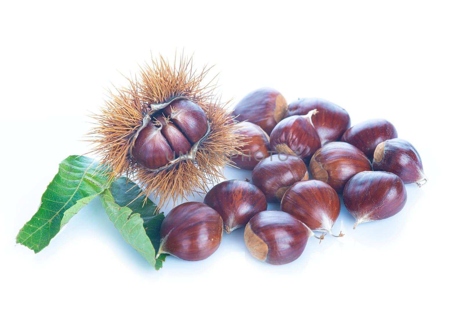 Chestnuts with leaves and burs isolated on a white background