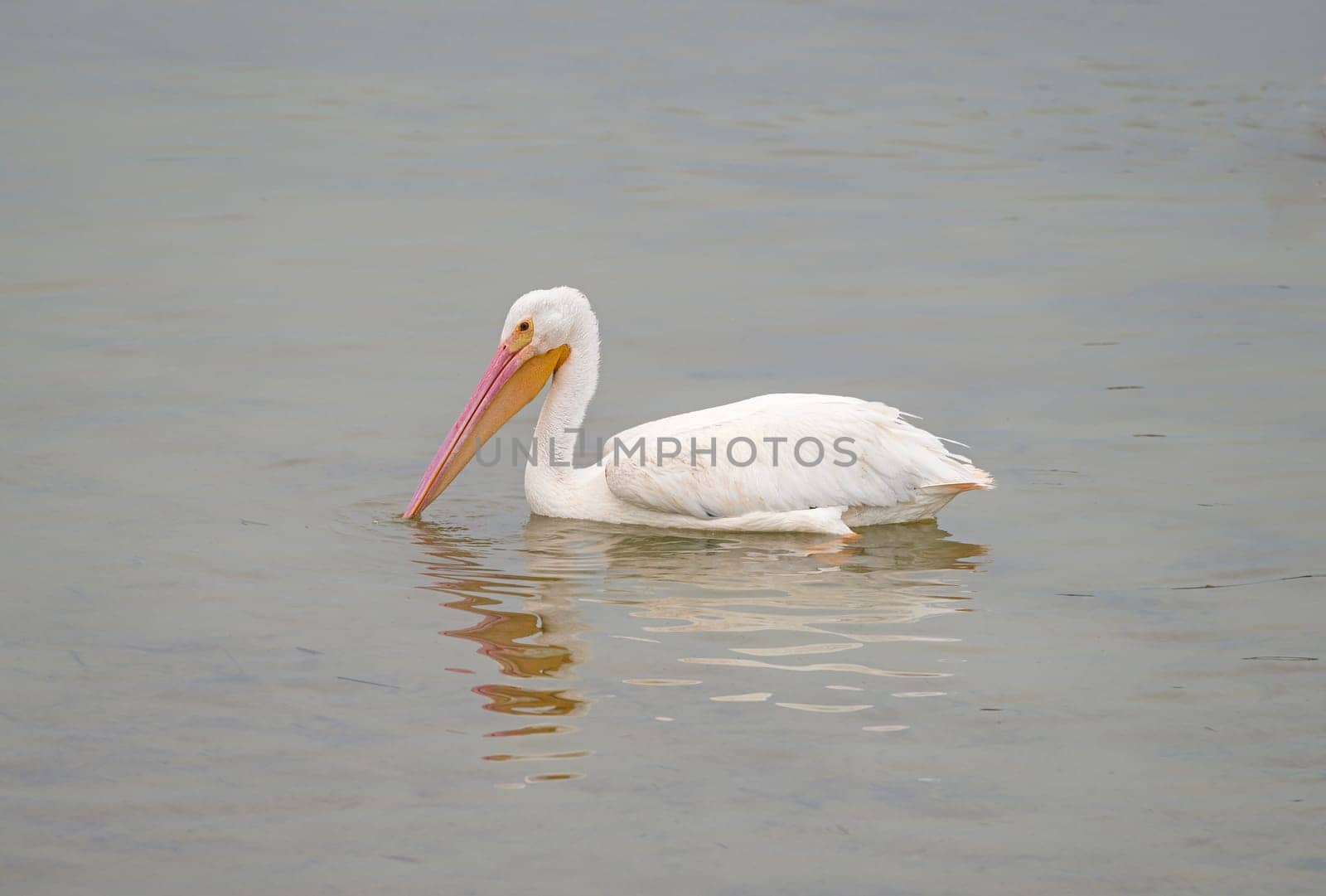 Non Breeding American White Pelican in a Tidal Pool Near Port Aransas, Texas