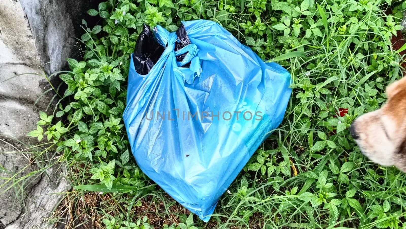 A blue trash bag is abandoned in a patch of overgrown grass beside a concrete wall. Symbolizes environmental neglect and urban waste issues.