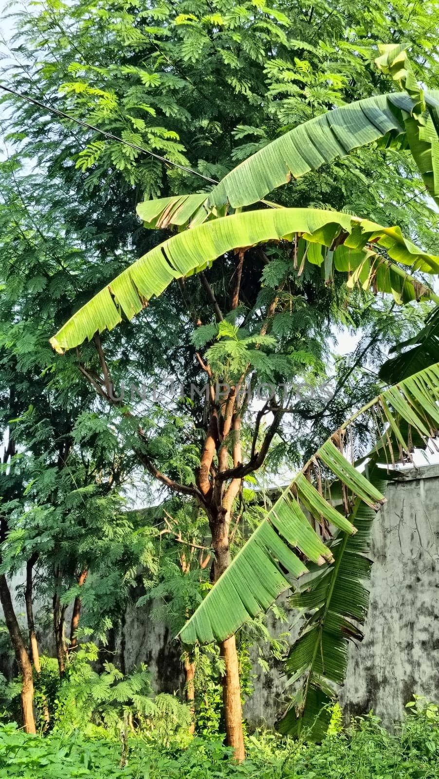 A vibrant green garden features vibrant foliage, banana leaves, and towering trees. The sunlight filters through, creating a serene natural scene, perfect for themes of tranquility and nature.