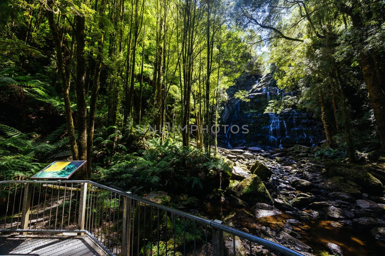 The majestic Nelson Falls and surrounding landscape in Franklin-Gordon Wild Rivers National Park on a hot summer's day in Tasmania, Australia
