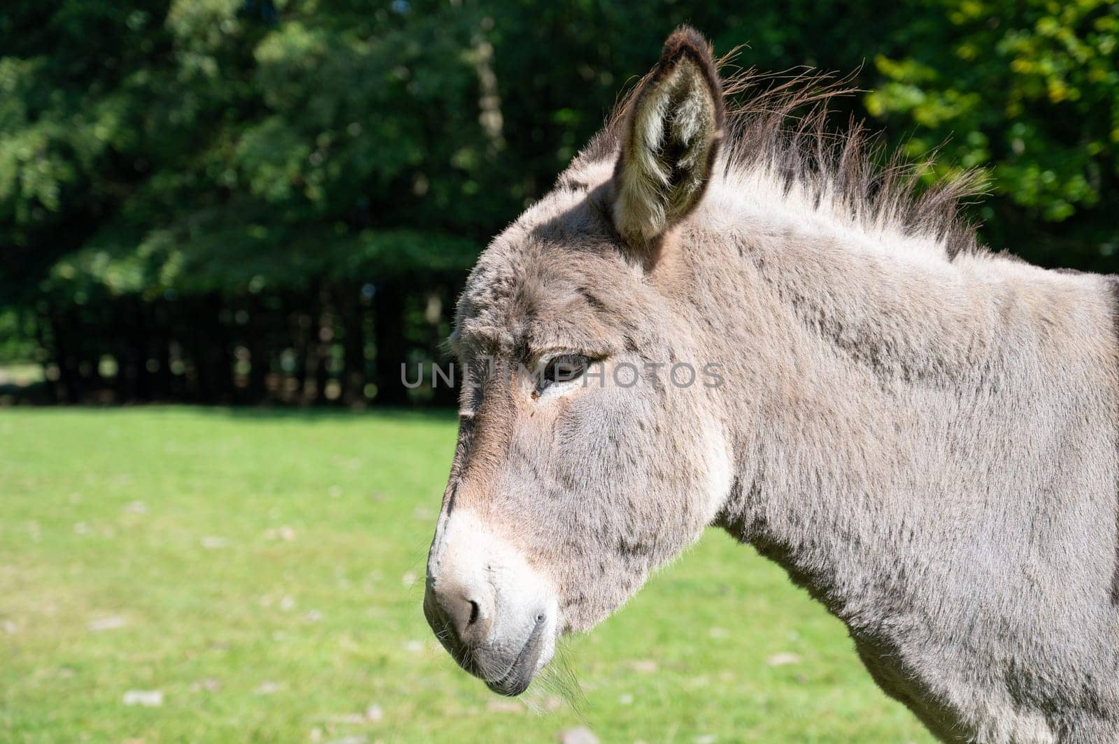 Donkey on a green meadow, forest with trees, foal animal on a farm, ass, domesticated equine