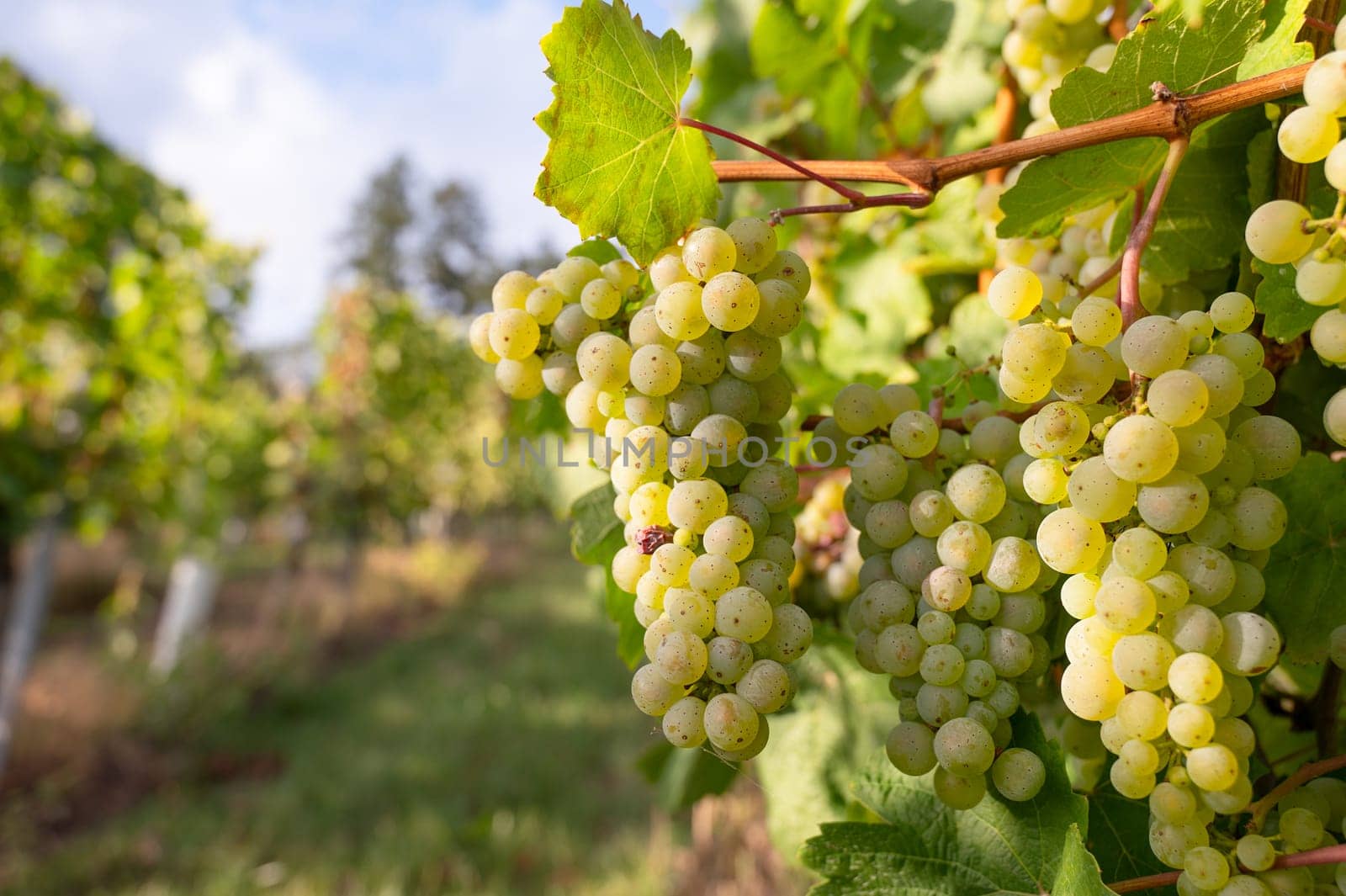Green riesling wine grapes growing on vine, vineyard in Trier, Moselle Valley Germany, landscape and agriculture, rhineland palatine