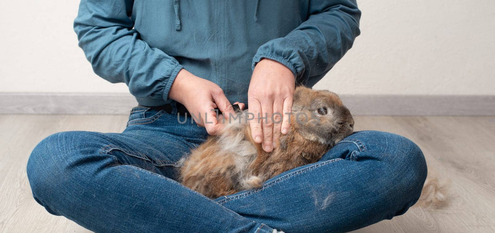 Domestic rabbit pathological hair loss, comb fur of pet animal, coat change, parasites, worms, infections with bacteria, viruses or fungi, allergies, hormonal imbalance, loneliness or stress
