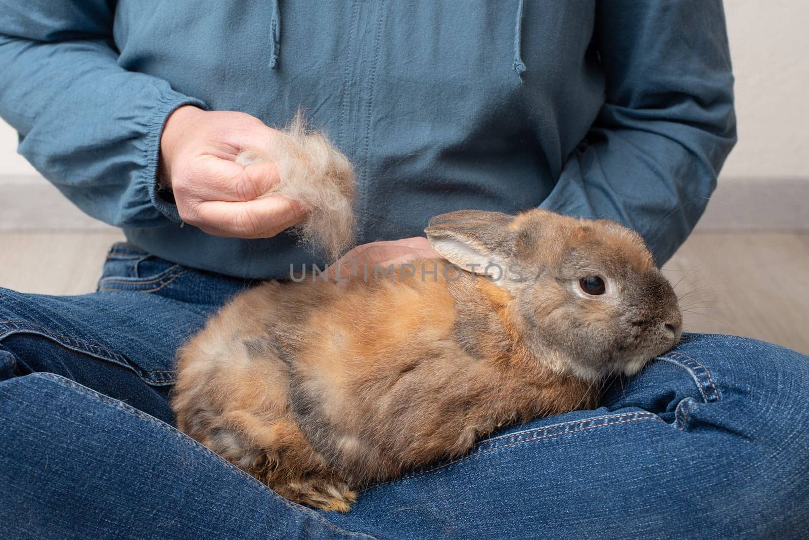 Domestic rabbit pathological hair loss, comb fur of pet animal, coat change, parasites, worms, infections with bacteria, viruses or fungi, allergies, hormonal imbalance, loneliness or stress