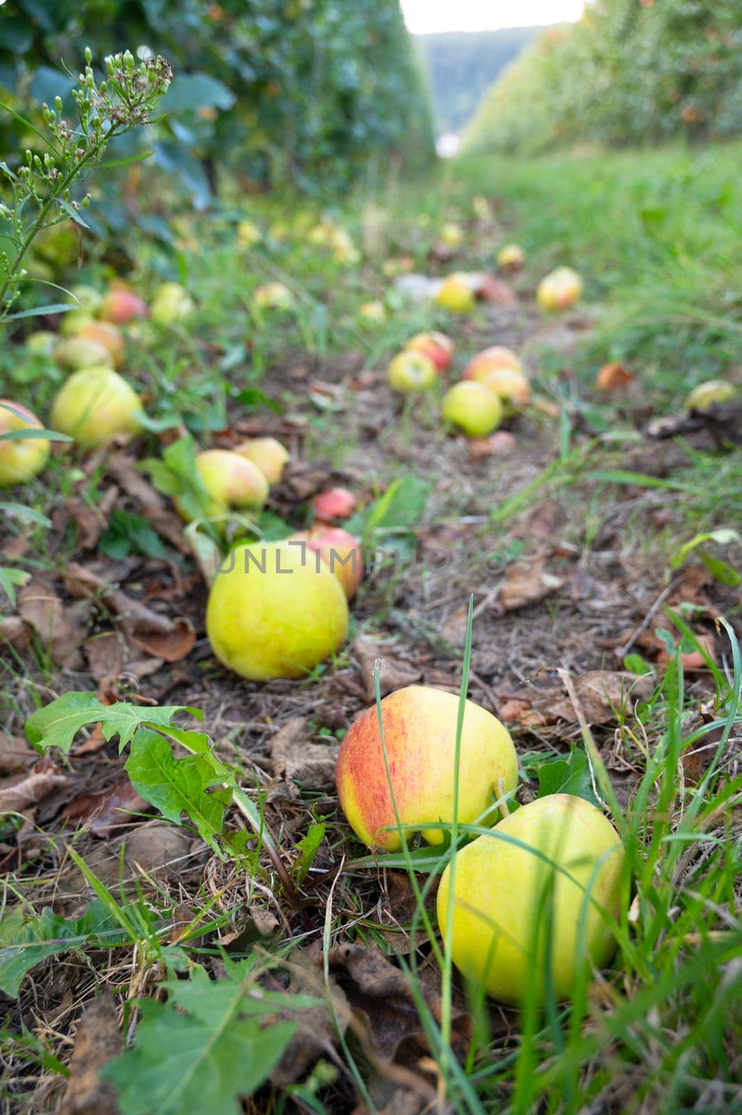 Ripe fallen apples on the ground, healthy fruits on platation, harvest in summer or autumn, agriculture farm, garden