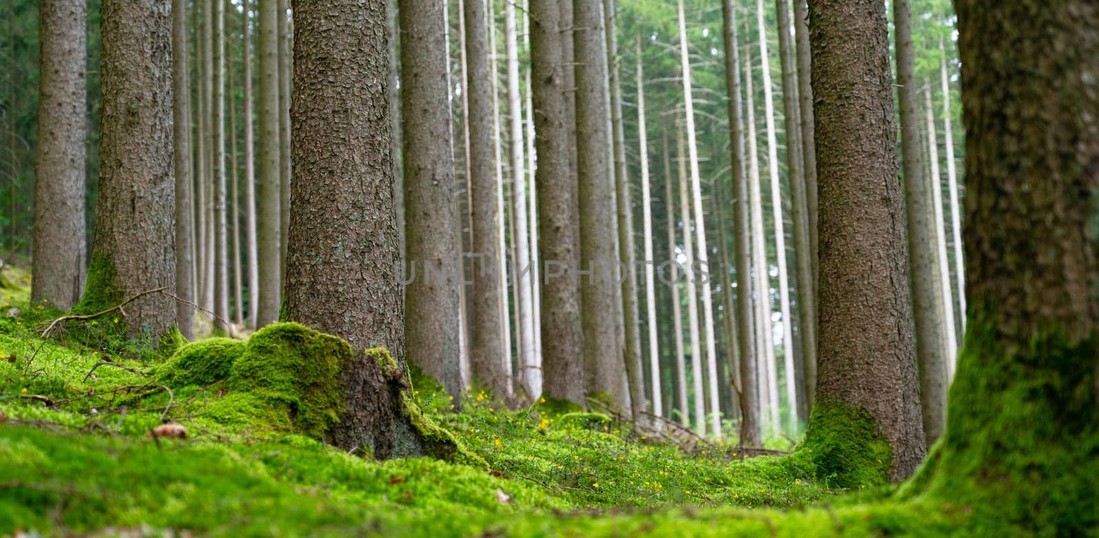 Forest, trunks of fir trees, summer woodland in Germany, green moss, climate and environmental issues
